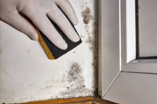 Best Environmental Consulting for Mold Prevention  in Columbia, MS